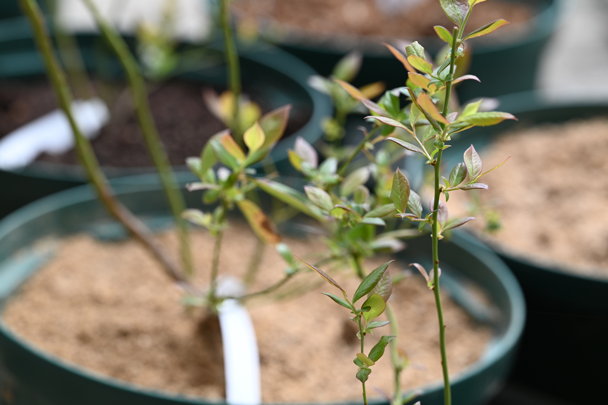 ブルーベリーの土