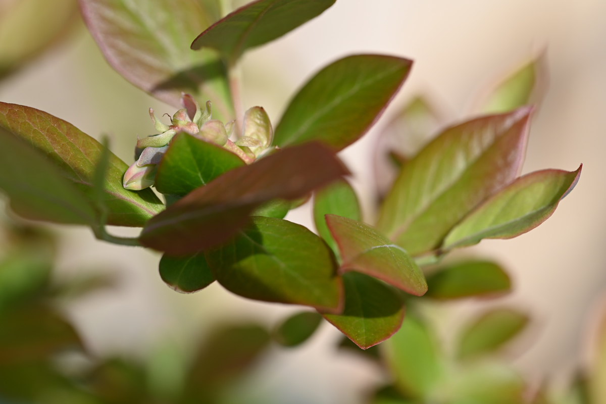 ブルーベリーの葉