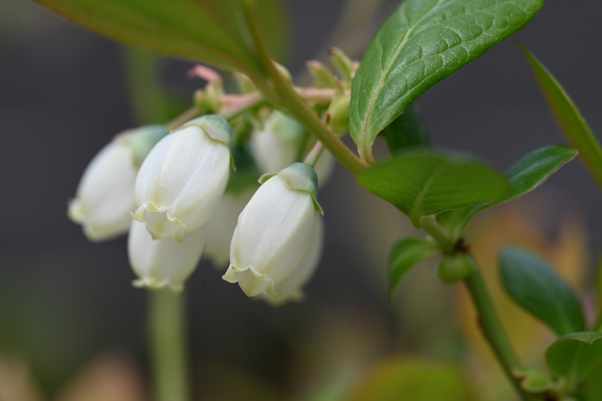 ブルーベリー花