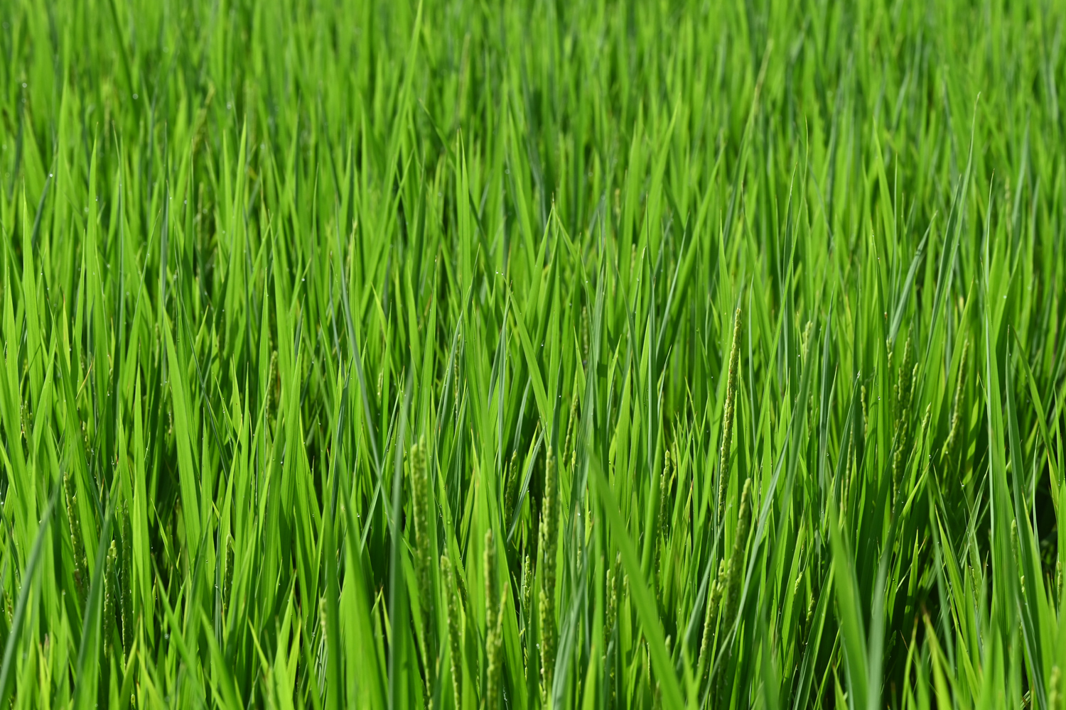 出稲期　にこまる