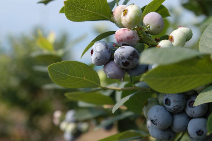 ブルーベリー