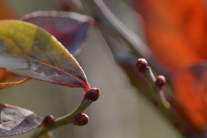 ブルーベリー花芽