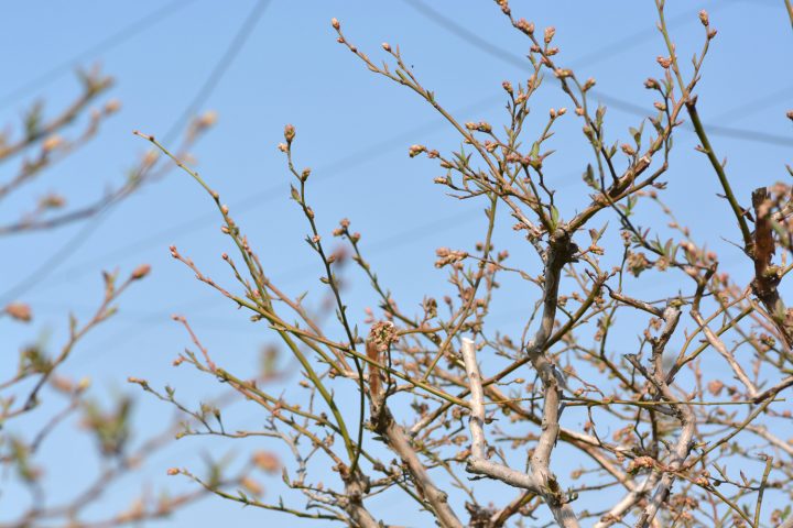 ブルーベリーの蕾