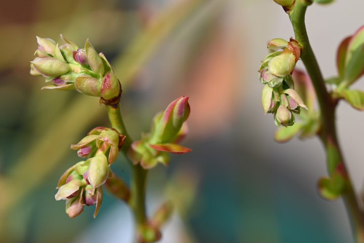 ブルーベリー花芽