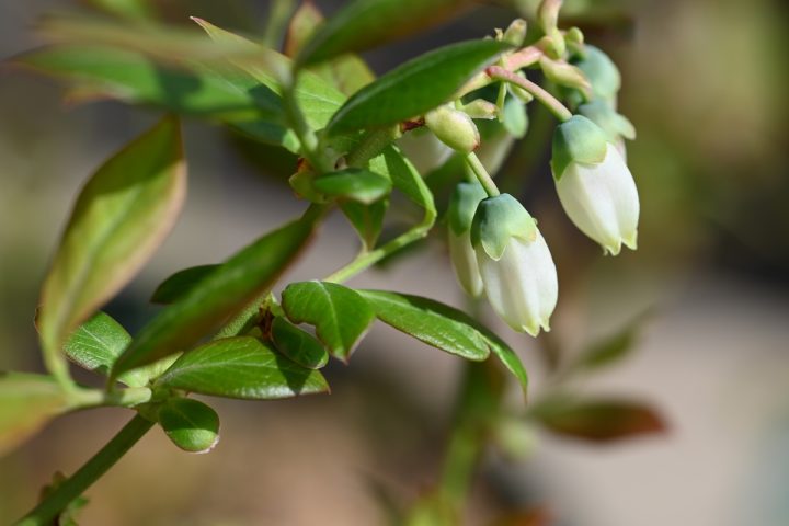 ブルーベリーの花
